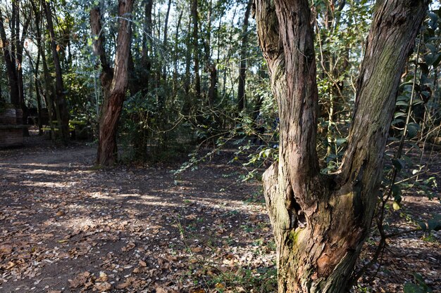 Park met grond bedekt met droge bladeren