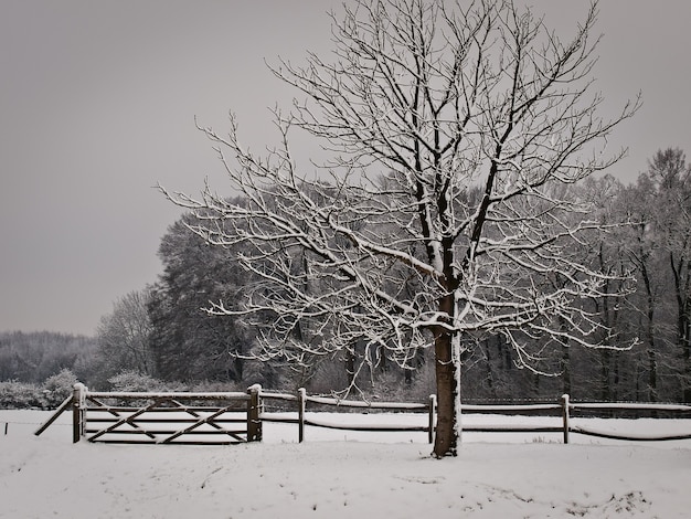 Park met sneeuw