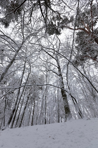 Parkeer in het winterseizoen, de bomen in het bos of park zijn bedekt met sneeuw, er kunnen sporen van mensen op de sneeuw zijn Premium Foto