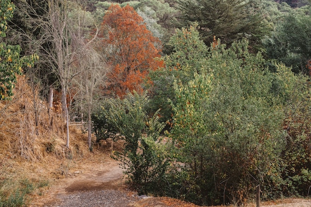Path in de natuur in de herfst