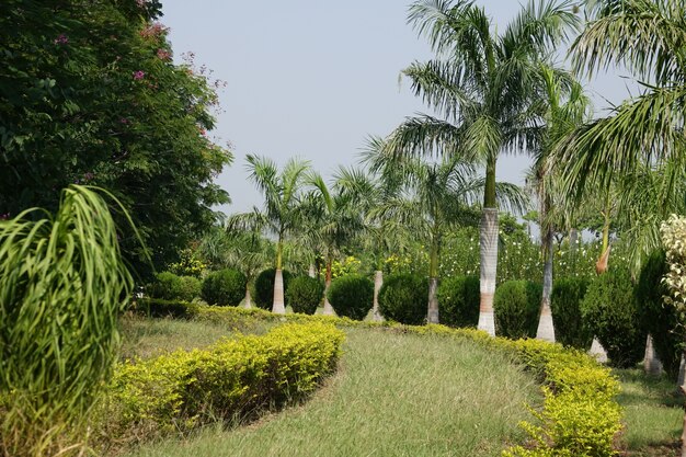 Path of gazon met palmbomen