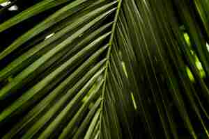 Gratis foto patroon van groen palmblad
