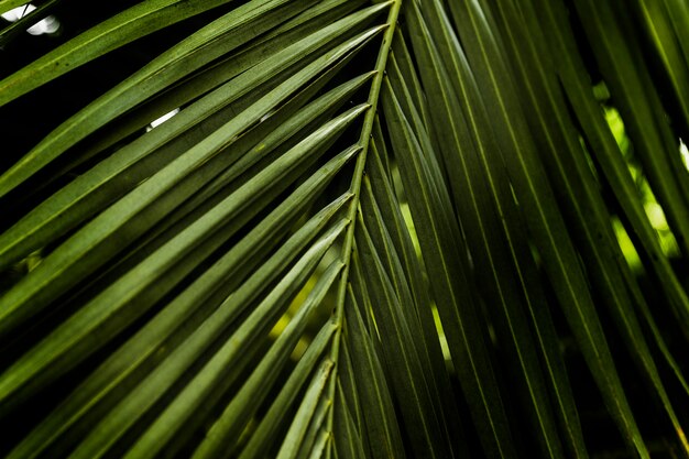 Patroon van groen palmblad