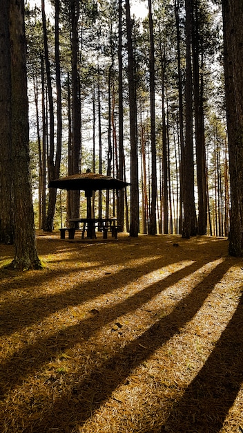 Paviljoen in een bos omgeven door hoge bomen