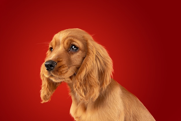 Perfecte metgezel onderweg. Engelse cocker spaniel jonge hond poseert. Leuke speelse braun hondje of huisdier zit vol aandacht geïsoleerd op rode achtergrond. Concept van beweging, actie, beweging.
