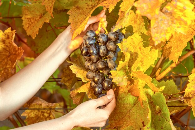 Persoon die druiven van de wijngaard verzamelt