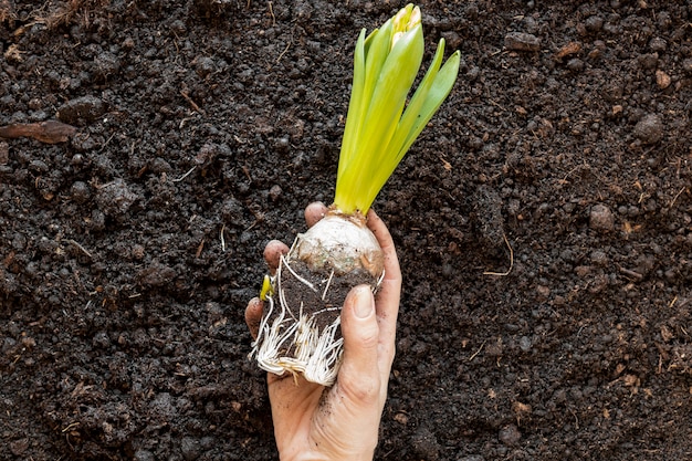 Persoon die een plant boven de grond houdt