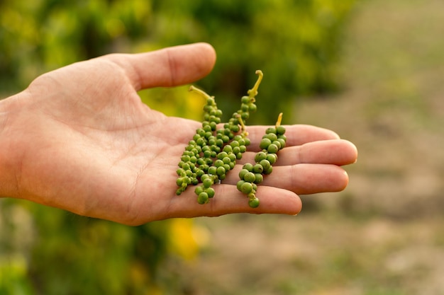 Persoon die groene peperplanten vasthoudt