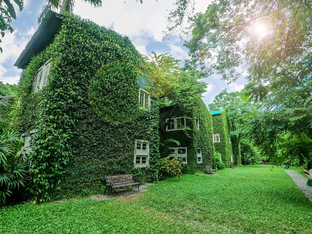 Perspectief en buitenaanzicht van huis bedekt met wijnstokken en groene planten op heldere blauwe lucht met zon en lens flare achtergrond.