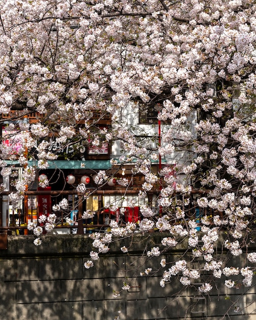 Perzikboombloesem in japan