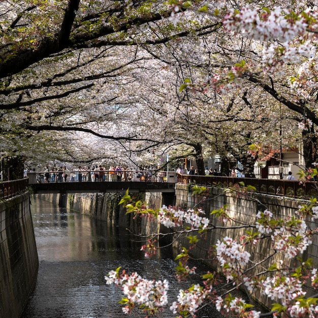 Gratis foto perzikboombloesem in japan