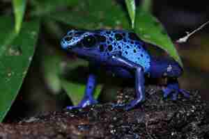 Gratis foto pijlgifkikker tinctorius azureuz close-up op mos tinctorius azureuz close-up