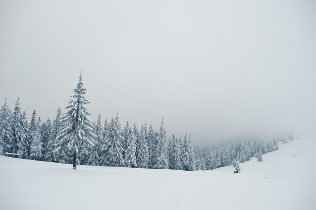 Pijnbomen bedekt met sneeuw op de berg Chomiak Prachtige winterlandschappen van de Karpaten Oekraïne Frost nature