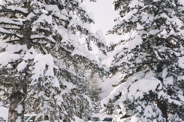 Pijnbomen bedekt met sneeuw