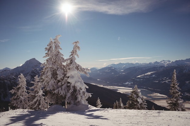 Pijnboom bedekt met sneeuw tijdens de winter