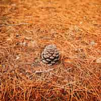 Gratis foto pijnboomkegel in het bos