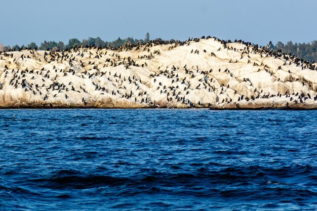 Pinguïns op de rotsachtige heuvel aan de kust van de zee