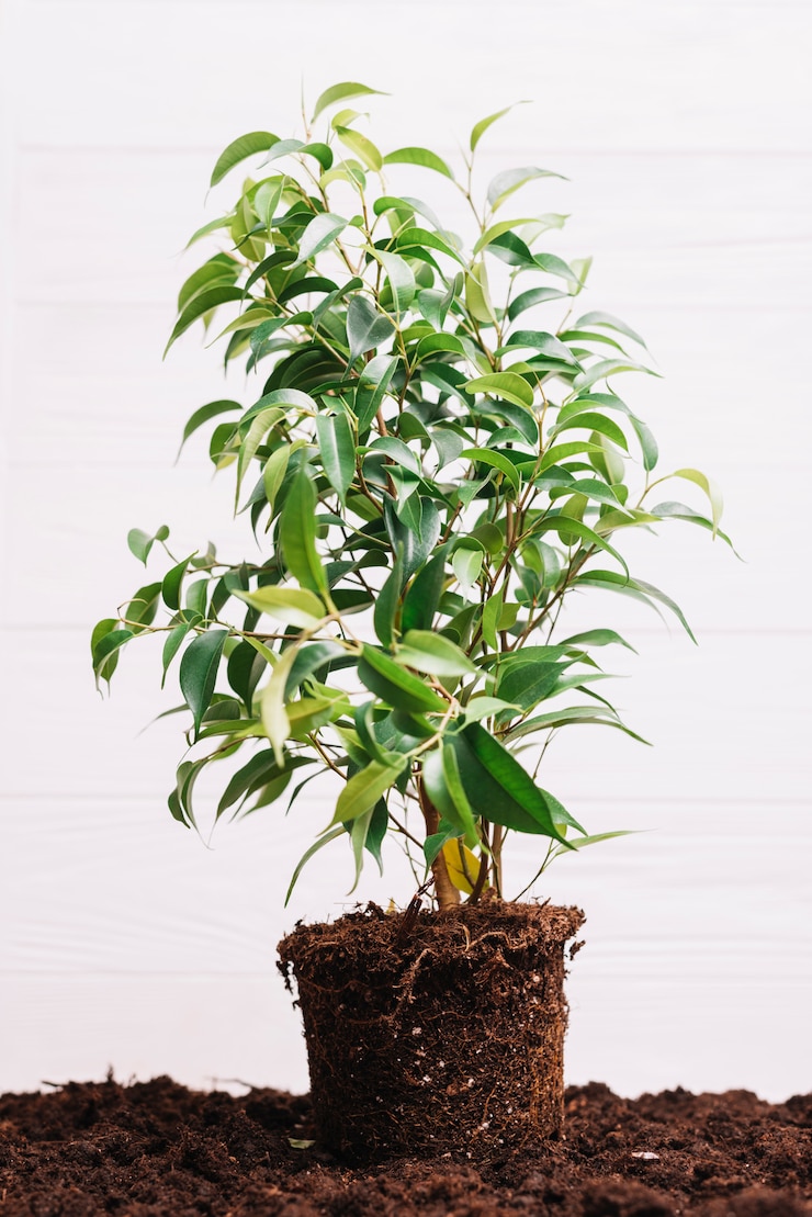 Gratis Foto plant achtergrond