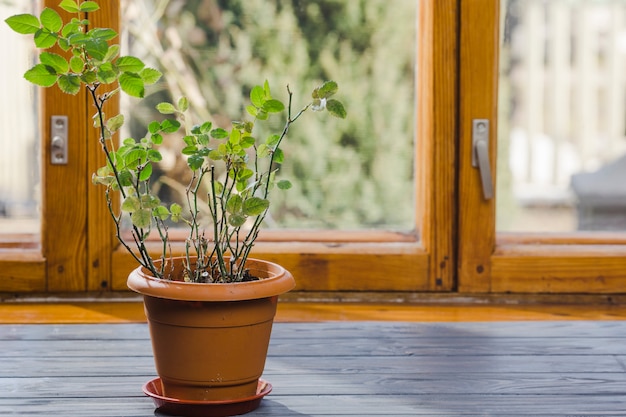 Plant en tuin stilleven