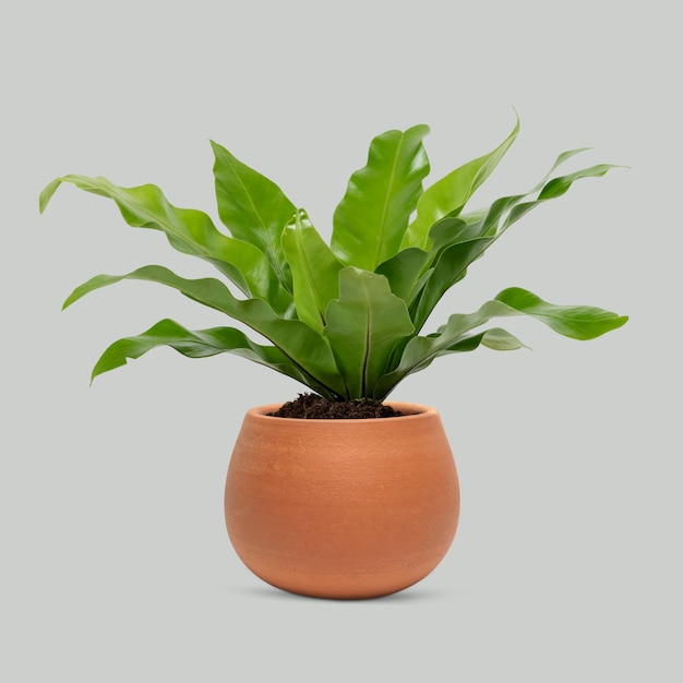 Gratis foto plant in een terracotta pot vogelnest varenplant