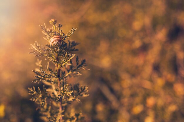 Plant in zonlicht met slak