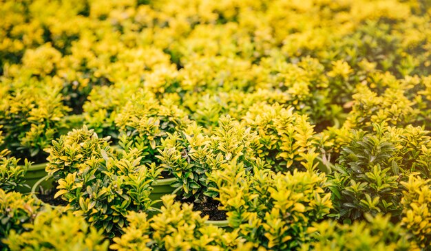 Plant met gele bladeren op groene potplant