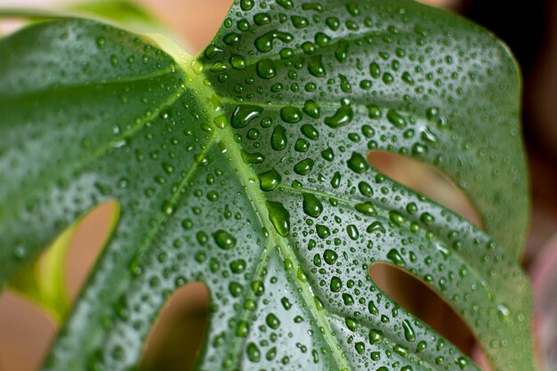 Plant met waterdruppels close-up