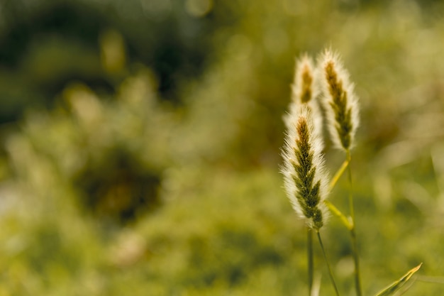 Plant op een groen platteland