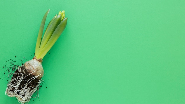 Gratis foto plant op groene achtergrond met kopie ruimte