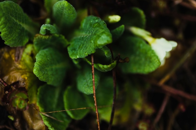 Plant op tuingrond