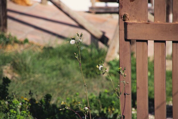 Planten en deur