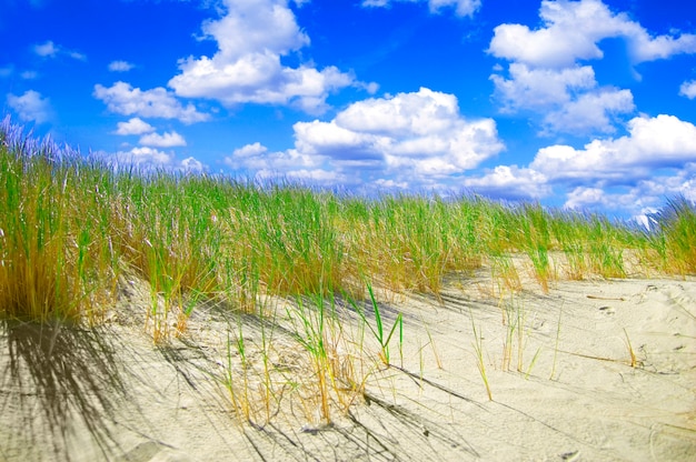 Gratis foto planten groeien in het zand