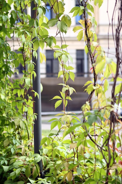 Planten groeien op de muren