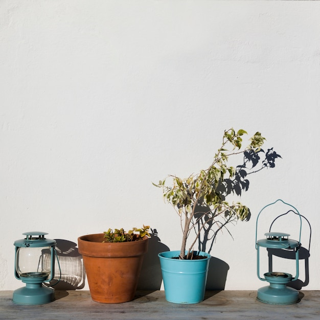 Planten in bloempotten met lantaarns