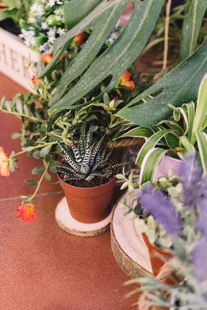 Planten in de patio