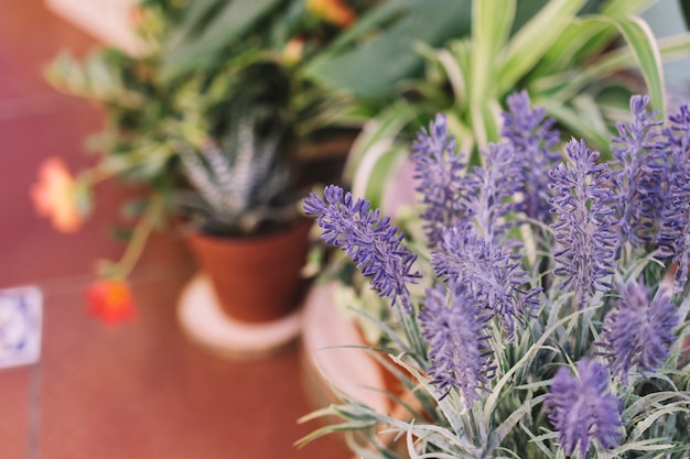 Planten op het terras