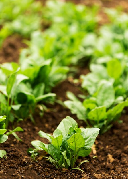 Planten van de landelijke landschaps de hoge hoek