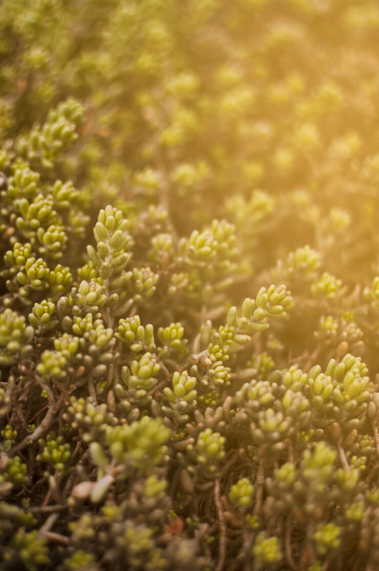 Gratis Foto planten