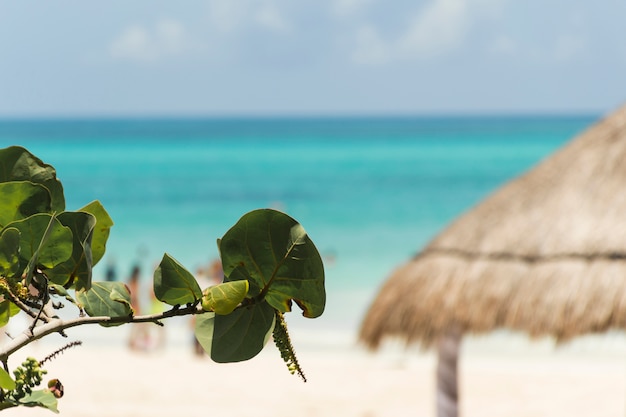 Gratis foto plantentakje dichtbij strand en azuurblauwe overzees