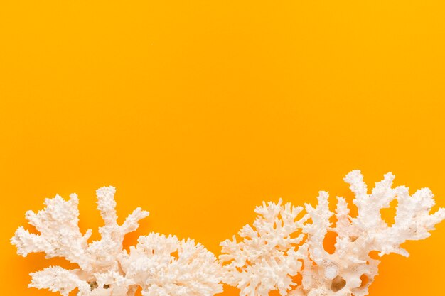 Plat lag wit koraal met kopie ruimte