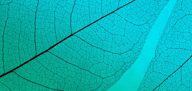 Plat leggen van gekleurde bladeren met doorzichtige textuur