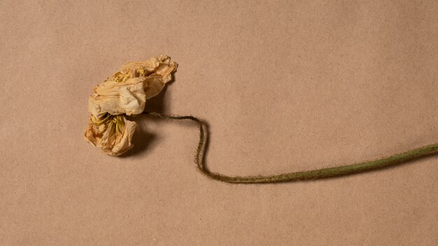 Plat leggen van minimale bloemen