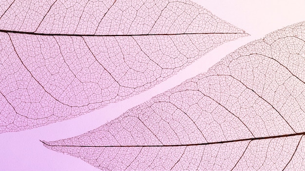 Plat leggen van transparante bladeren textuur met gekleurde tint