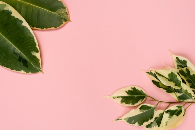 Gratis foto plat leggen van verschillende plant bladeren met kopie ruimte