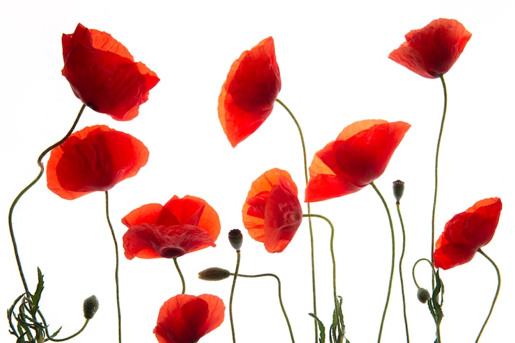 Gratis Foto plat liggende bloemenpers met witte achtergrond