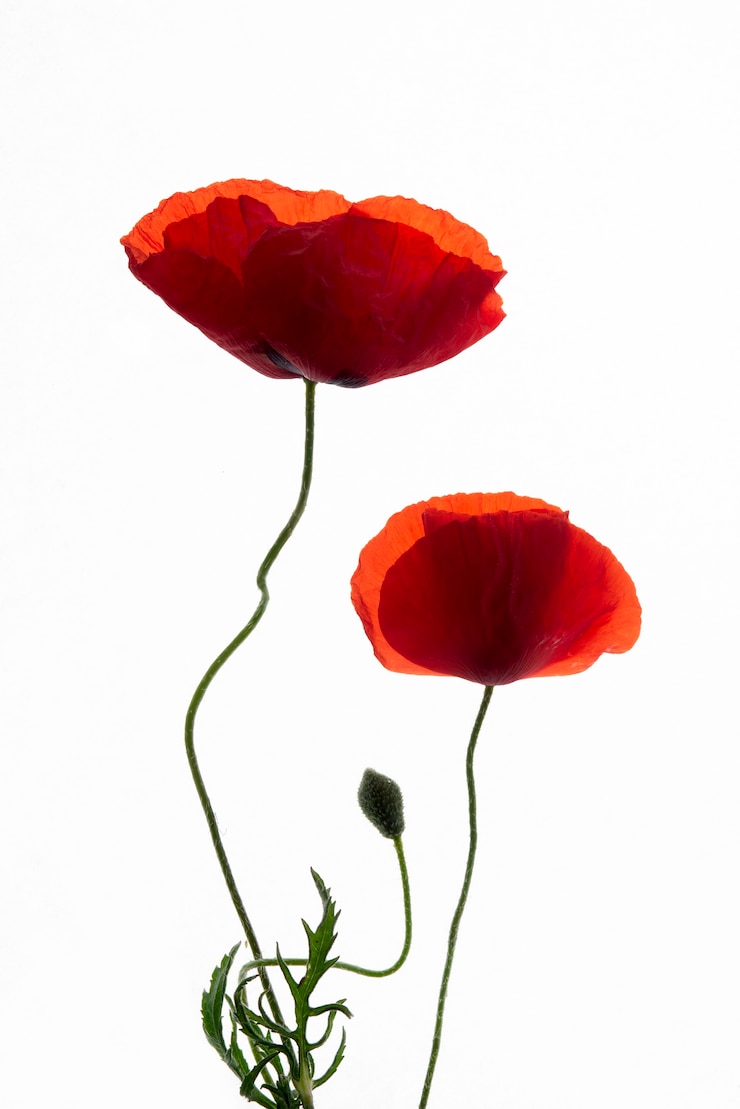 Gratis Foto plat liggende bloemenpers met witte achtergrond