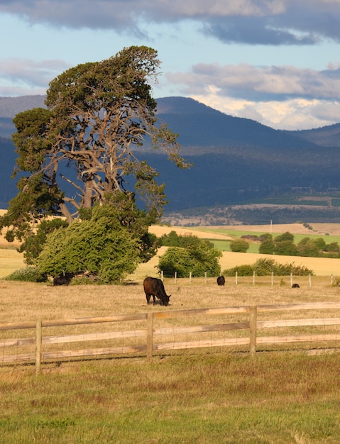 Platteland, dieren grazen