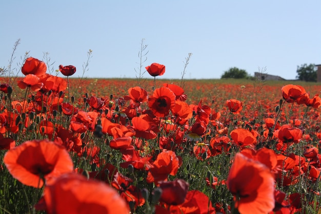 Gratis foto plattelandslandschap met rode papavers