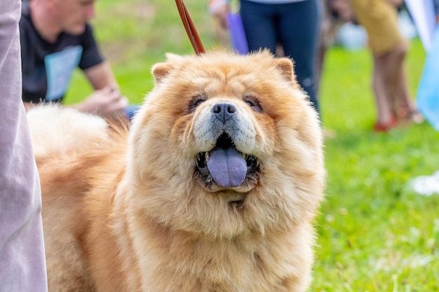 Pluizig hondenras chow chow in het park in de buurt van mensen vriendelijke chow chow-hond met open mond