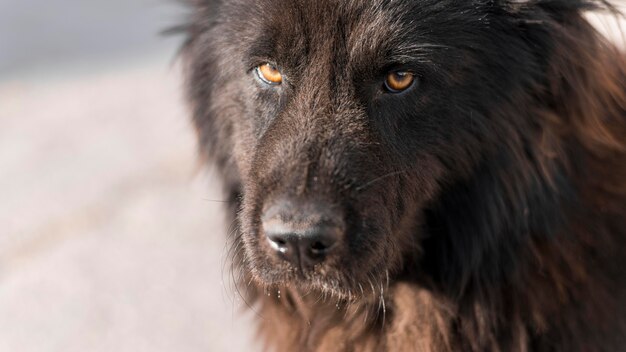 Pluizige zwarte hond buiten met kopie ruimte